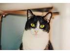 Adopt Lurch a All Black Domestic Shorthair / Domestic Shorthair / Mixed cat in