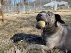 Adopt Hunt a Gray/Blue/Silver/Salt & Pepper Cane Corso / Mixed dog in Terre