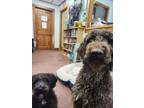 Adopt Roxy & Cooper BONDED PAIR a Poodle, Labrador Retriever