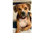 Adopt Mowgli - GOOD with DOGS & CATS! a Boxer, Hound
