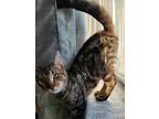 Adopt Simon the Silliest Kitten a Domestic Short Hair