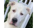 Adopt Malcom B GOOD WITH CATS a White - with Tan, Yellow or Fawn Labrador