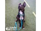 Adopt MOOSE a Black - with White Labrador Retriever / Mixed dog in Tucson