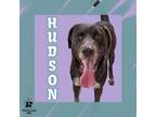 Adopt Hudson a Mixed Breed