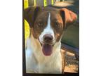 Adopt Dinky a Pointer
