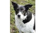 Adopt Jack a Border Collie