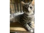 Adopt Kip a Domestic Short Hair