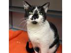 Adopt Dough Nut a Domestic Short Hair