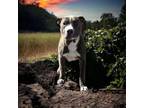 Adopt BRIGGS a Pit Bull Terrier