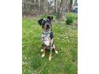 Adopt Jughead a Catahoula Leopard Dog, Black Mouth Cur