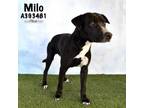 Adopt MILO a Labrador Retriever, Pit Bull Terrier