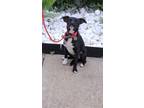 Adopt Dagger a Italian Greyhound, Rat Terrier