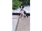 Adopt Cloak a Italian Greyhound, Rat Terrier