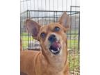 Adopt Aladdin a Mixed Breed