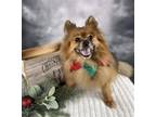 Adopt Rascal a Pomeranian