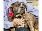 Adopt Grayson a Pit Bull Terrier, Mixed Breed