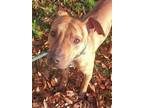Adopt Ziggy a Mountain Cur, Mixed Breed