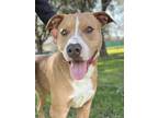 Adopt Tazman a American Staffordshire Terrier, Mixed Breed