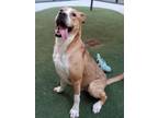 Adopt Axel a Anatolian Shepherd, Labrador Retriever