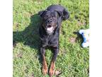 Adopt Coco a Rottweiler, Mixed Breed