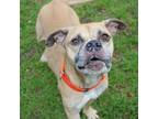 Adopt Dee a Boxer, Mixed Breed
