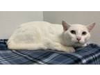 Adopt Cotton a Domestic Short Hair