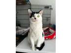 Adopt Acro a Domestic Short Hair