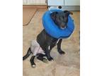 Adopt Horace a Pit Bull Terrier, Black Labrador Retriever
