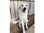 Adopt Sid *****FOSTER HOME*** a Great Pyrenees