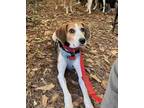 Adopt Blackjack a Treeing Walker Coonhound, Beagle