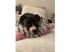Adopt Brinx PKA Force a Pit Bull Terrier, American Staffordshire Terrier