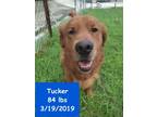 Adopt Tucker a Golden Retriever