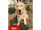 Adopt Sonny aka Sono a Golden Retriever