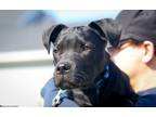 Adopt Michelangelo a Labrador Retriever