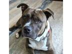 Adopt Nugget - Adopt Me! a American Staffordshire Terrier