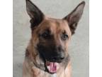 Adopt Johnny a German Shepherd Dog