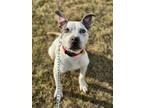 Adopt Baby River a Terrier, Pit Bull Terrier