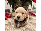 Golden Retriever Puppy for sale in Waxhaw, NC, USA
