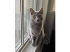 Adopt Feeny a Domestic Short Hair