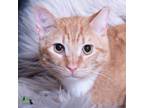 Adopt Mr. Marmalade a Domestic Short Hair