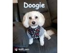 Adopt Doogie a Poodle, Coton de Tulear