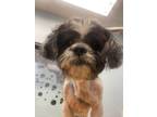Adopt Snickers & Skittles a Shih Tzu
