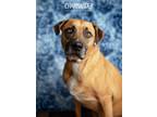 Adopt Charmander a Black Mouth Cur