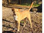 Adopt Tucker Lake a Labrador Retriever