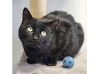 Adopt Scoot a Domestic Short Hair