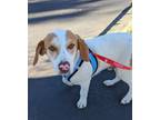 Adopt Nibs a Hound, Basset Hound