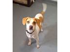 Adopt Tootles a Fox Terrier, Hound