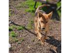 Adopt Halo a Carolina Dog, Shepherd