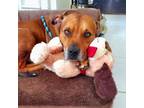 Adopt Kenneth a American Staffordshire Terrier, Pit Bull Terrier