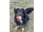 Adopt Axel a Border Collie, Dachshund